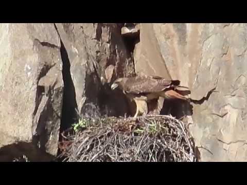 Meal time for red tailed hawk chicks