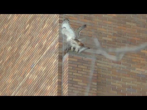 Cornell Red-tailed Hawks Mating, 3/4/2018 (HD)