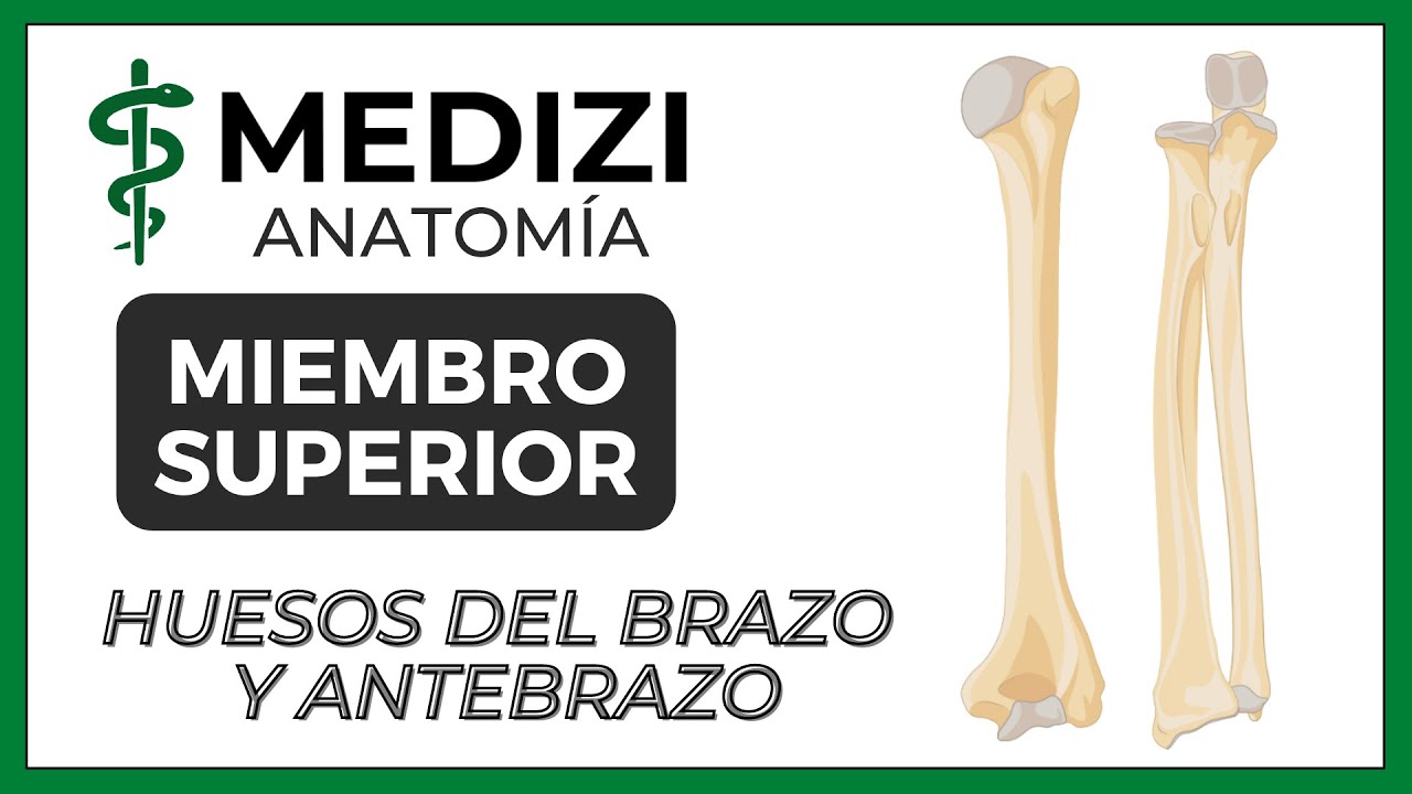 Anatomía de Miembro Superior (MMSS) - Huesos del Brazo y Antebrazo