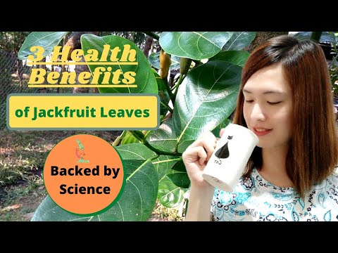 image-Can you eat jackfruit leaves?