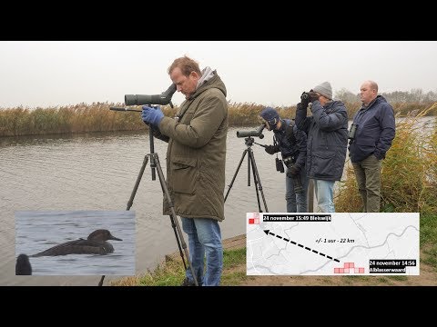 24 november 2018 - Kokardezaagbek - Achterwaterschap