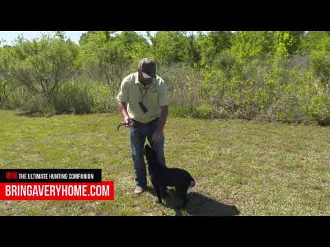Obedience Training with Brad Arington of Mossy Pond Retrievers