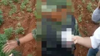 Destrucción de Plantíos de Marihuana