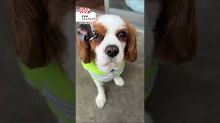 【きょうのペット】わんにゃん祭り！　#通勤タイパ #魚住茉由 #pets