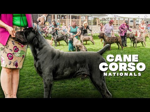 The great Cane Corso, a man's best friend | A visit with the CCAA