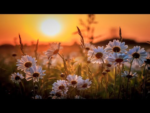 Cântare creștină cu versuri "Fără Tine" - Mariana Someșan