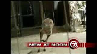 7 News HD at Noon + Teaser on WHDH