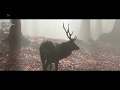 Natuurfilm    Herfst in het bos. Nederlands gesproken , dutch spoken.