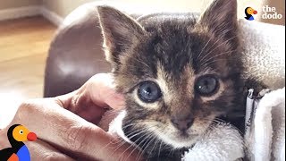 Tiny Kitten Becomes An Adventure Cat Like His Brother | The Dodo by The Dodo