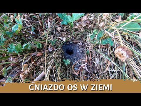 Wasp nest in the ground - wasp nest removal - complete elimination - wasp nest - hornets