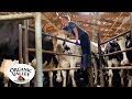 Milking Cows In An 8 Swing Parlor See How It Works