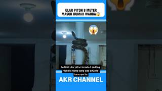 Download lagu An 8-meter python entered a resident's house⁉️😱#shorts mp3 Download lagu An 8-meter python entered a resident's house⁉️😱#shorts mp3
