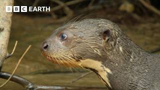 A Glimpse into the Lives of Otters | BBC Earth