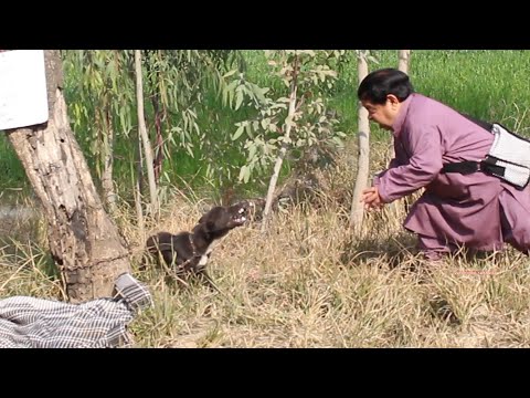 HAKEEM MITHU KHAN - PAKISTANI CHOTU SHAHZADA GHAFFAR FUNNY - POTHWARI DRAMA