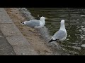 Herring Gull Pair Calling To Each Other