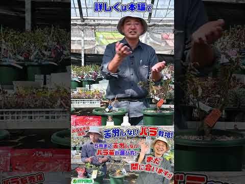  11月にはどんな挿し木をすればいいでしょうか？春のカラフルな庭のために切るすべての植物  庭園