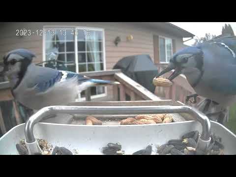 Blue Jays Taking Turns Grabbing Peanuts