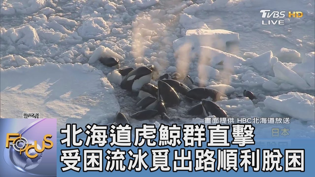 北海道虎鯨群直擊 受困流冰覓出路順利脫困