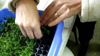 Planting blackberry from tissue culture to float hydroponics