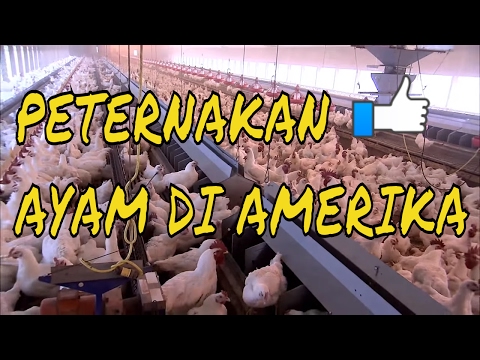 , title : 'BEGINILAH PETERNAKAN AYAM DI AMERIKA | Peternakan ayam canggih'