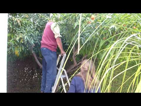 Mandarijntjes plukken