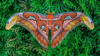 Attacus atlas moth development