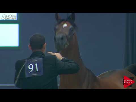 N.91 MAGIC MON AMI - Milan 2018 - 10 Years Old and Older Stallions (Class 12)