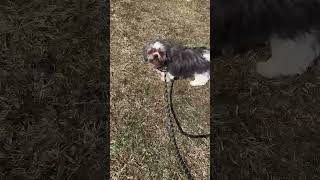 Video preview image #1 Shih Tzu Puppy For Sale in Lewistown, PA, USA