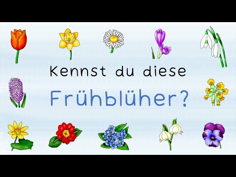 Frühblüher benennen (Lernvideo, Sachunterricht, Grundschule)
