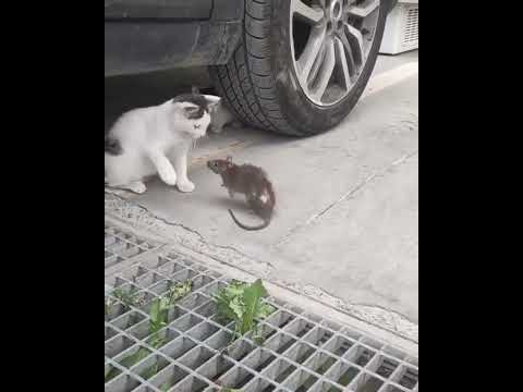 this rat is not afraid of cats 😹 #shorts #funny