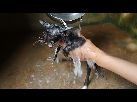 Bathing a kitten with baby shampoo