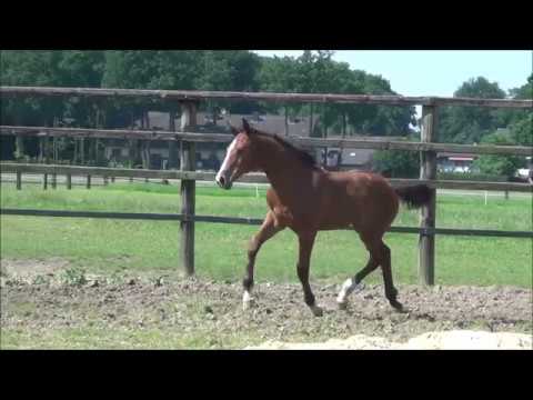 *2017 Hengstfohlen von Quasimodo v.d. Molendreef - Contender