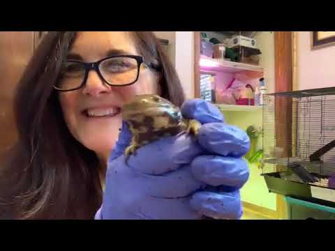 Salamander and an Axowhatl an axolotl!