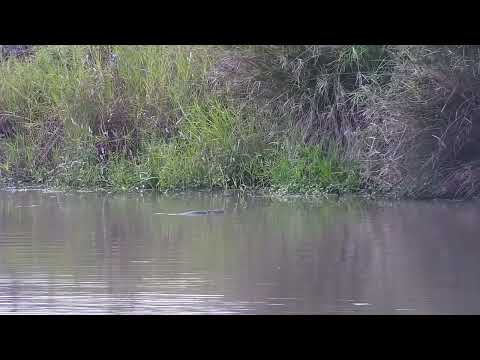 Djuma: Monitor Lizard swimming to corner of the dam - 08:25 - 04/16/2023