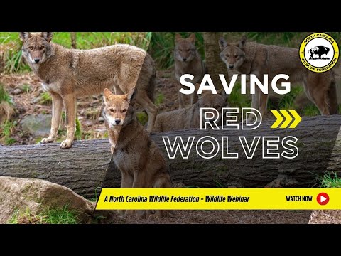 Saving The World’s Most Endangered Canid: Red Wolves in NC - North Carolina Wildlife Federation