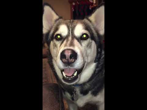Mouthy little back talker - talking husky