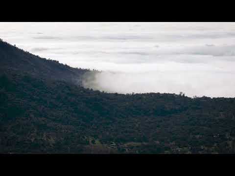 Starker Nebel im Fresno County, Kalifornien