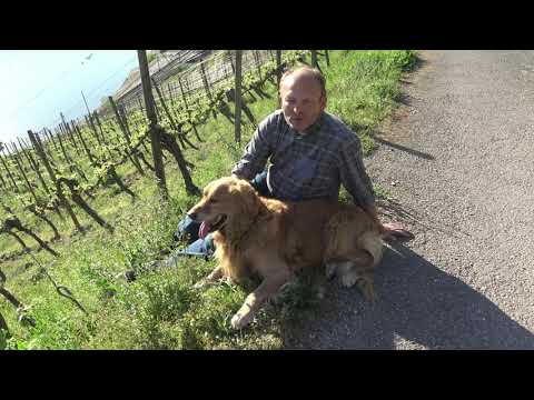 Weintaxi Wiesbaden - Weingut Solveigs - Vorstellung