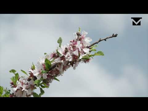 El que he après de les abelles (Jaume Lladó, apicultor)