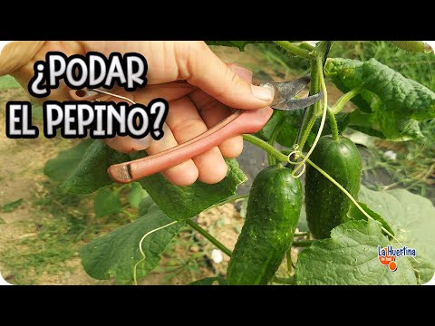 , title : 'Como Y Porque Podar El Pepino En El Huerto || La Huertina De Toni'