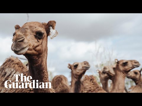 Meet the Australian farmer planning to get the US hooked on camel milk