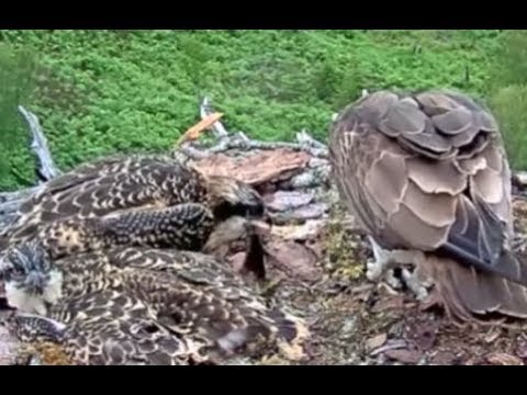 Loch Arkaig Ospreys: Osplet JJ0 wants the fish tail but mum Aila steals it from her 6 Jul 2019