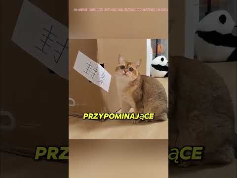 🐱 Kot, który sam sprzątał cały dom! 😱🧹#shortvideo #youtubeshorts