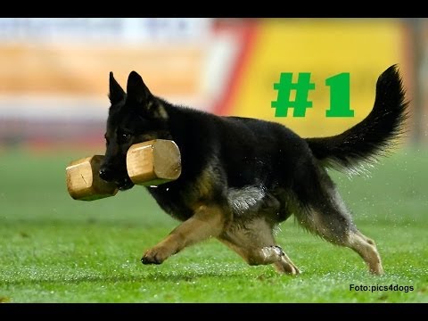 download lagu mp3 mp4 What Is Ipo Dog Sport, download lagu What Is Ipo Dog Sport gratis, unduh video klip What Is Ipo Dog Sport
