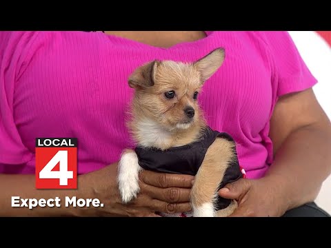 Pet of the Week: Meet Gabby - YouTube