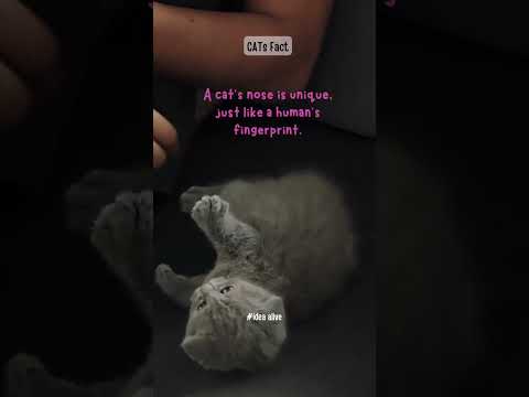 .Cats Facts#idea alive