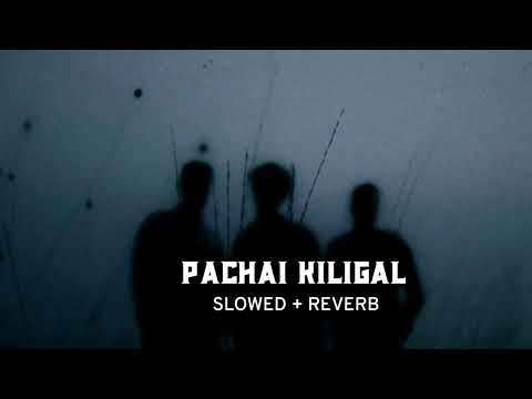 Pachai Kiligal SLOWED + REVERB