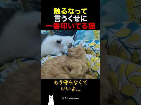 触るなって言うくせに一番叩いてる猫