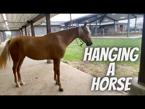 Hanging a Horse | Tennessee Walking Horses