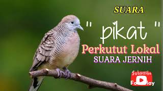 Download lagu SUARA JERNIH !!!! Suara pikat burung perkutut lokal #hobymanuk mp3 Download lagu SUARA JERNIH !!!! Suara pikat burung perkutut lokal #hobymanuk mp3